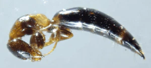 sclerodermus domesticus