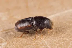 scolytus multistriatus