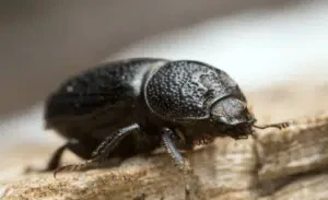 sinodendron cylindricum