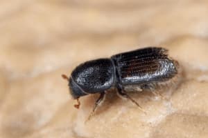 Piccolo coleottero scuro su superficie legnosa
