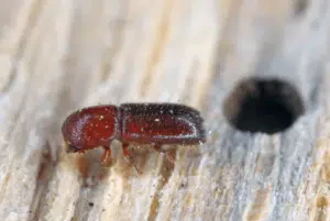 tarli come riconoscerli