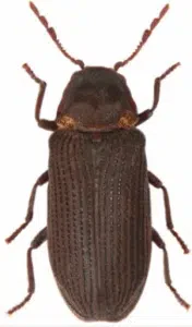 tarli del legno che volano