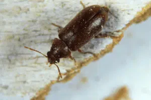 tarli del legno come riconoscere