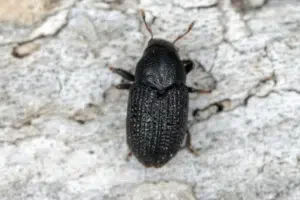 tarli del legno rimedi della nonna