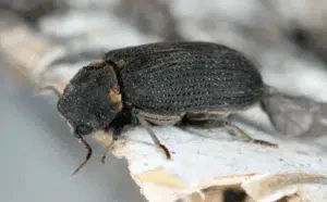 tarli del legno volano