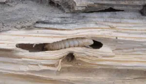 tarli legna da ardere