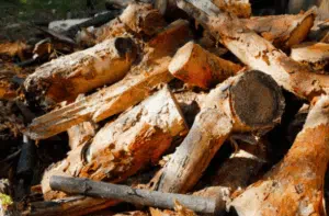 tarli nella legna da ardere