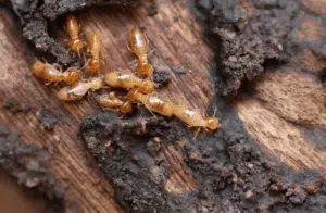 tarli o termiti differenza