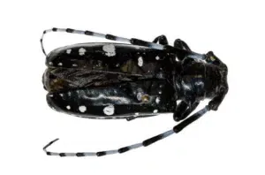 tarlo asiatico del fusto