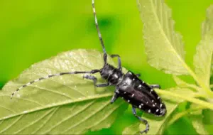 tarlo asiatico delle radici