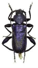 tarlo callidium violaceum