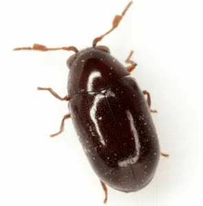 tarlo calymmaderus solidus