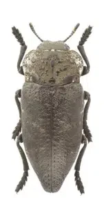 tarlo capnodis tenebrionis
