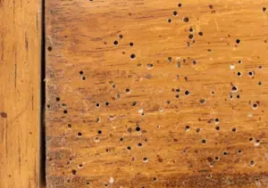 tarlo del legno anobium punctatum