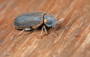 tarlo del legno come riconoscerlo