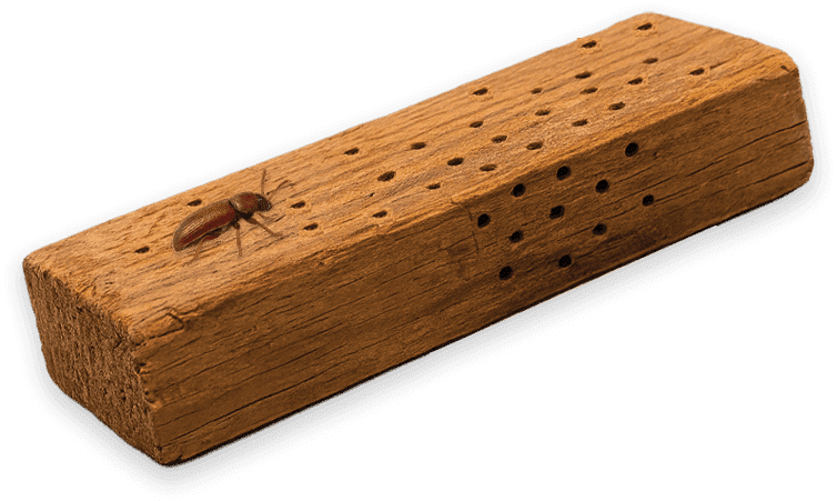 tarlo del legno
