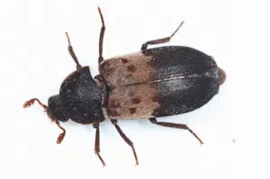 tarlo dermestes lardarius