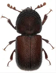 tarlo dinoderus minutus