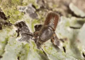 tarlo dryocoetes autographus