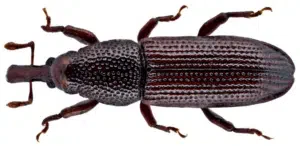 tarlo euophryum confine