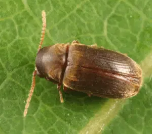 tarlo euvrilletta peltata