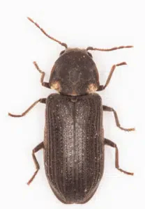 tarlo hadrobregmus pertinax