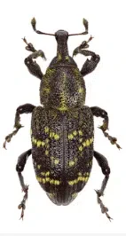 tarlo hylobius abietis
