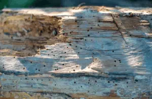 tarlo legna da ardere