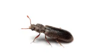 tarlo lyctus carbonarius