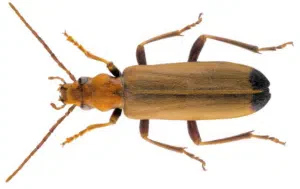 tarlo nacerdes melanura
