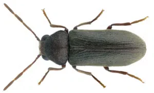 tarlo oligomerus ptilinoides