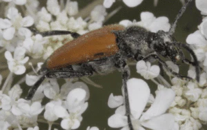 tarlo paracorymbia fulva