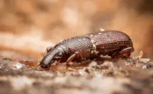 tarlo pentarthrum huttoni