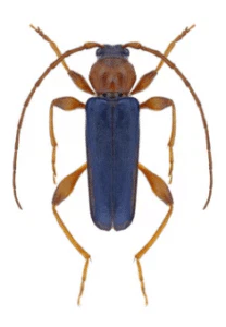 tarlo phymatodes testaceus