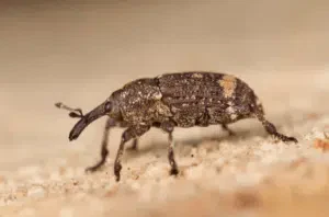 tarlo pissodes castaneus