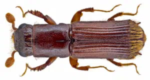 tarlo platypus cylindrus