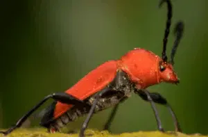 tarlo pyrrhidium sanguineum