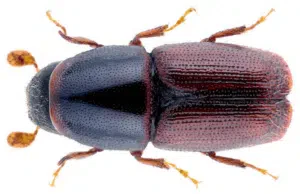 tarlo scolytus multistriatus