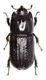 tarlo sinodendron cylindricum