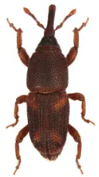 tarlo sitophilus zeamais