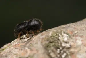 tarlo xyleborus dispar