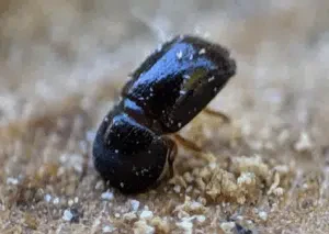 tarlo xylosandrus germanus