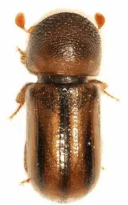 tarlo xyloterus lineatus