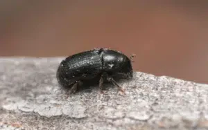 tomicus piniperda