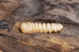 trattamento antitarlo con microonde