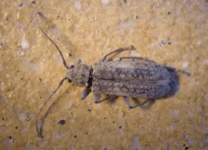 trichoferus holosericeus