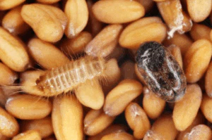 trogoderma granarium