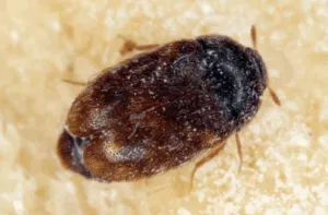 trogoderma granarium adulto