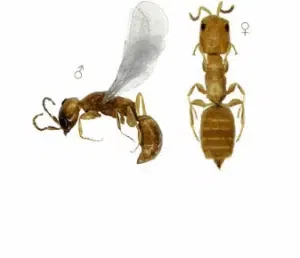 vespa parassita dei tarli