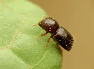 xylosandrus germanus